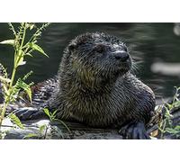 OZLHSP jigsaw roll mat 1500 pieces Otters Animal 87x57cm