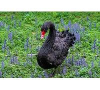 OZLHSP jigsaw roll mat 1500 pieces Swans Animals 87x57cm