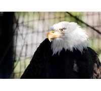 OZLHSP jigsaw roll mat 500 pieces Bald Eagle Hawk Animal 52x38cm