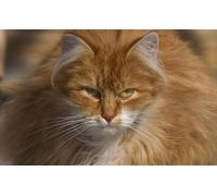 OZLHSP jigsaw roll mat 500 pieces Cats Animal 52x38cm