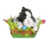 OZLHSP jigsaw roll mat 500 pieces Rabbit Animal 52x38cm
