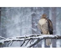 OZLHSP jigsaw roll mat 500 pieces Red-tailed Hawk Animals 52x38cm
