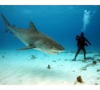 OZLHSP jigsawa puzzle adults 1000 piece Sharks Diving Animal 75x50cm