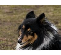 OZLHSP jigsawa puzzle adults 1500 piece Shetland Sheepdog Animals 87x57cm