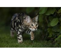 OZLHSP jigsawa puzzle adults 500 piece Bengal Animal 52x38cm