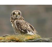 OZLHSP jigsawa puzzle adults 500 piece Eastern Grass Owl Animal 52x38cm