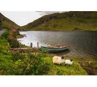 OZLHSP jigsawa puzzle adults 500 piece Sheep Ireland Salrock Hills Boats 52x38cm