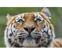 OZLHSP jigsaws 1000 for adults Tigers Big Cats Animal 75x50cm