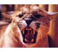 OZLHSP jigsaws 1000 pieces for adults prime Cougars Big Animals 75x50cm