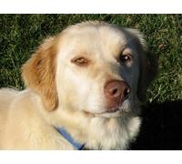 OZLHSP jigsaws 1000 pieces for adults prime Retriever Animals 75x50cm