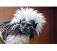 OZLHSP jigsaws 1000 pieces Monkey Cotton-top Tamarin Animals 75x50cm