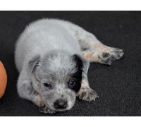 OZLHSP jigsaws 1500 pieces Australian Cattle Puppy Animals 87x57cm