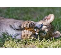 OZLHSP jigsaws 1500 pieces Cougars Big Cats 87x57cm