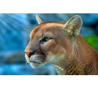 OZLHSP jigsaws 1500 pieces for adults Cougars Animal 87x57cm