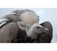 OZLHSP jigsaws 1500 pieces for adults prime Vultures Animal 87x57cm