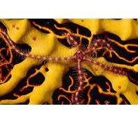 OZLHSP jigsaws 1500 pieces for adults Starfish Animals 87x57cm