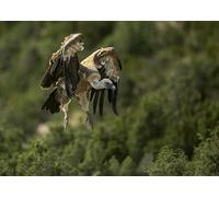 OZLHSP jigsaws 1500 pieces Vultures Animal 87x57cm