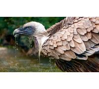 OZLHSP jigsaws 500 for adults Vultures Animals 52x38cm