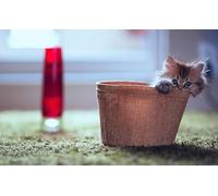 OZLHSP jigsaws 500 pieces for adults Kitten Cat Pot Animal 52x38cm