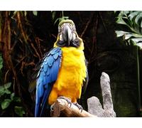 OZLHSP jigsaws 500 pieces for adults Parrots Animal 52x38cm