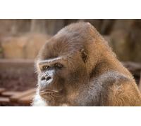 OZLHSP jigsaws 500 pieces for adults prime Gorilla Monkey Animal 52x38cm
