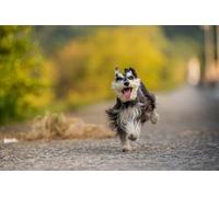 OZLHSP jigsaws 500 pieces for adults prime Miniature Schnauzer Animals 52x38cm
