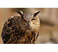 OZLHSP jigsaws 500 pieces for adults prime Owls Animal 52x38cm