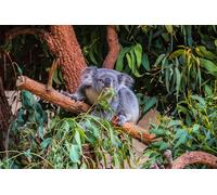 OZLHSP jigsaws for adults 1500 pieces Koalas Eat Animals 87x57cm