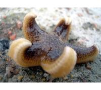 OZLHSP jigsaws for adults 1500 pieces Starfish Animal 87x57cm