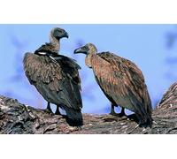 OZLHSP jigsaws for adults 1500 pieces Vultures Animals 87x57cm