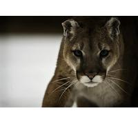 OZLHSP jigsaws for adults 500 pieces Cougars Big Cats Animal 52x38cm