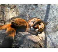 OZLHSP jigsaws for children 1000 pieces Cougars Big Animals 75x50cm