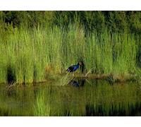 OZLHSP jigsaws for children 500 pieces Animals Exotic 52x38cm