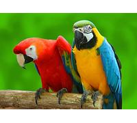 OZLHSP jigsaws for children 500 pieces Parrots Animals 52x38cm