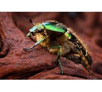 OZLHSP jigsaws puzzles 1000 pieces Beetles Insect Animal 75x50cm