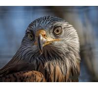 OZLHSP jigsaws puzzles 1000 pieces Eagle Animals 75x50cm