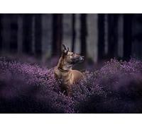 OZLHSP jigsaws puzzles 1000 pieces Shepherds Belgian Shepherd Malinois Animal 75x50cm