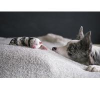 OZLHSP jigsaws puzzles 1500 pieces Border Collie Puppies Animal 87x57cm