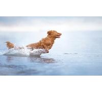 OZLHSP jigsaws puzzles 1500 pieces Golden Retriever Animal 87x57cm