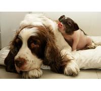 OZLHSP jigsaws puzzles 500 pieces Spaniel Domestic Pig Pig Animals 52x38cm