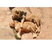 OZLHSP jigsaws puzzles for kids 1000 piece Big Cats Lion Lioness Animal 75x50cm