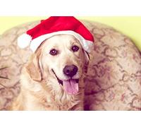 OZLHSP jigsaws puzzles for kids 1000 piece Golden Retriever 75x50cm