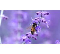 OZLHSP jigsaws puzzles for kids 500 piece Bees Insects Lavender Animals 52x38cm