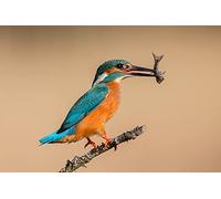 OZLHSP jigsaws puzzles for kids 500 piece Common Kingfisher Fish Hunting Animals 52x38cm