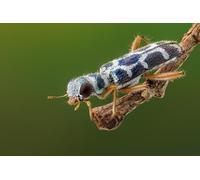 OZLHSP jigswa puzzle for adults 1000 Beetles Insects Animals 75x50cm