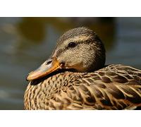 OZLHSP jigswa puzzle for adults 1000 pieces Duck Animals 75x50cm