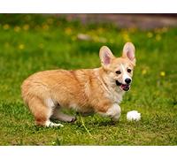 OZLHSP jigswa puzzle for adults 500 Welsh Corgi Puppy 52x38cm