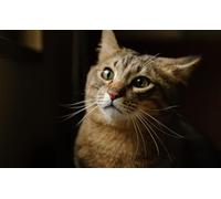OZLHSP jogsaw puzzle 1000 pieces Cat Animals 75x50cm