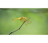 OZLHSP jogsaw puzzle 1000 pieces Dragonflies Animal 75x50cm