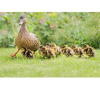 OZLHSP jogsaw puzzle 500 pieces Duck Chick Animals 52x38cm